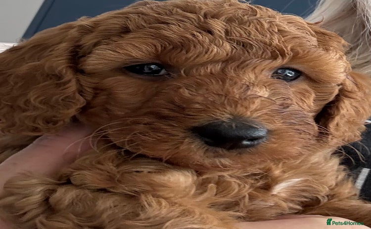 Miniature Poodle dogs - Advert 15