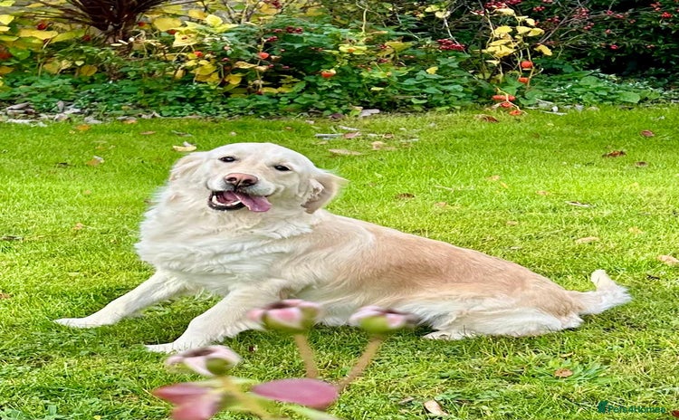 Golden Retriever dogs Beautiful, loving girl in Grantham - Advert 1