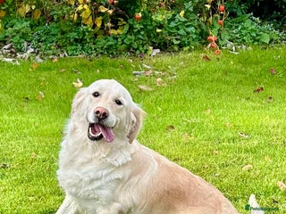 Golden Retriever dogs Beautiful, loving girl in Grantham - Advert 10