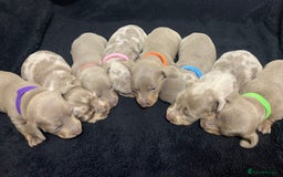 Miniature Dachshund dogs for sale: 🌟QUALITY KC REG & PRA CLR MINIATURE DACHSHUNDS🌟 - Image 4