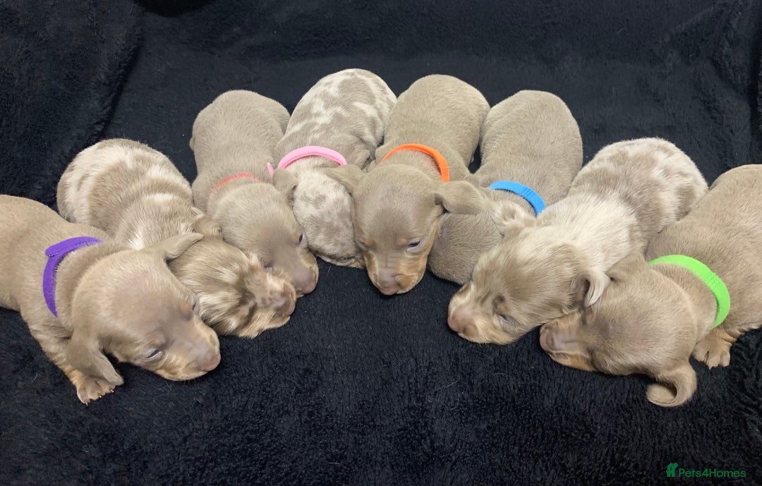 Miniature Dachshund dogs for sale: 🌟QUALITY KC REG & PRA CLR MINIATURE DACHSHUNDS🌟 - Image 4