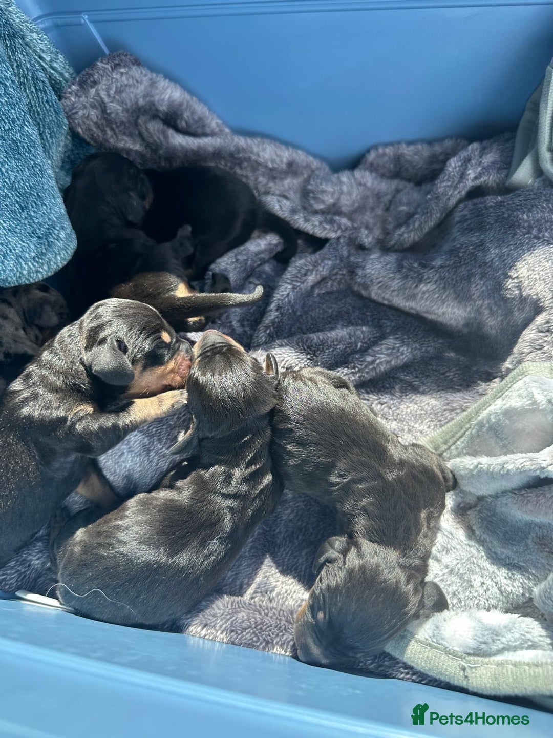 Dachshund dogs for sale: Dachshund Cute Puppies Looking for Forever Home   - Image 17
