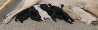 Labrador Retriever 4
