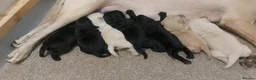 Labrador Retriever dogs for sale:  Retriever Ladrador puppies for sale - Advert 12