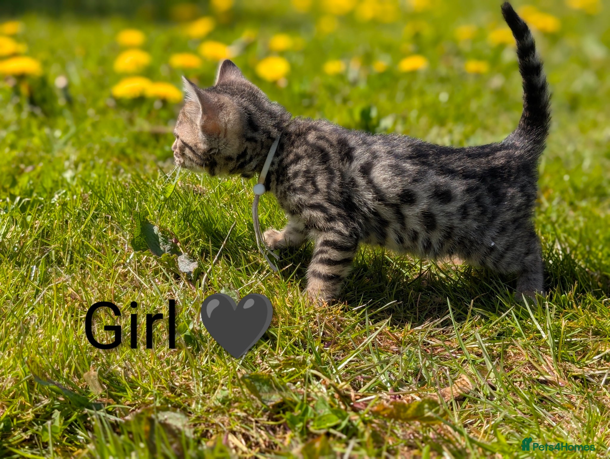 Bengal cats TICA Glitter Bengals|High Contrast|Health tested ✨ - Advert 2