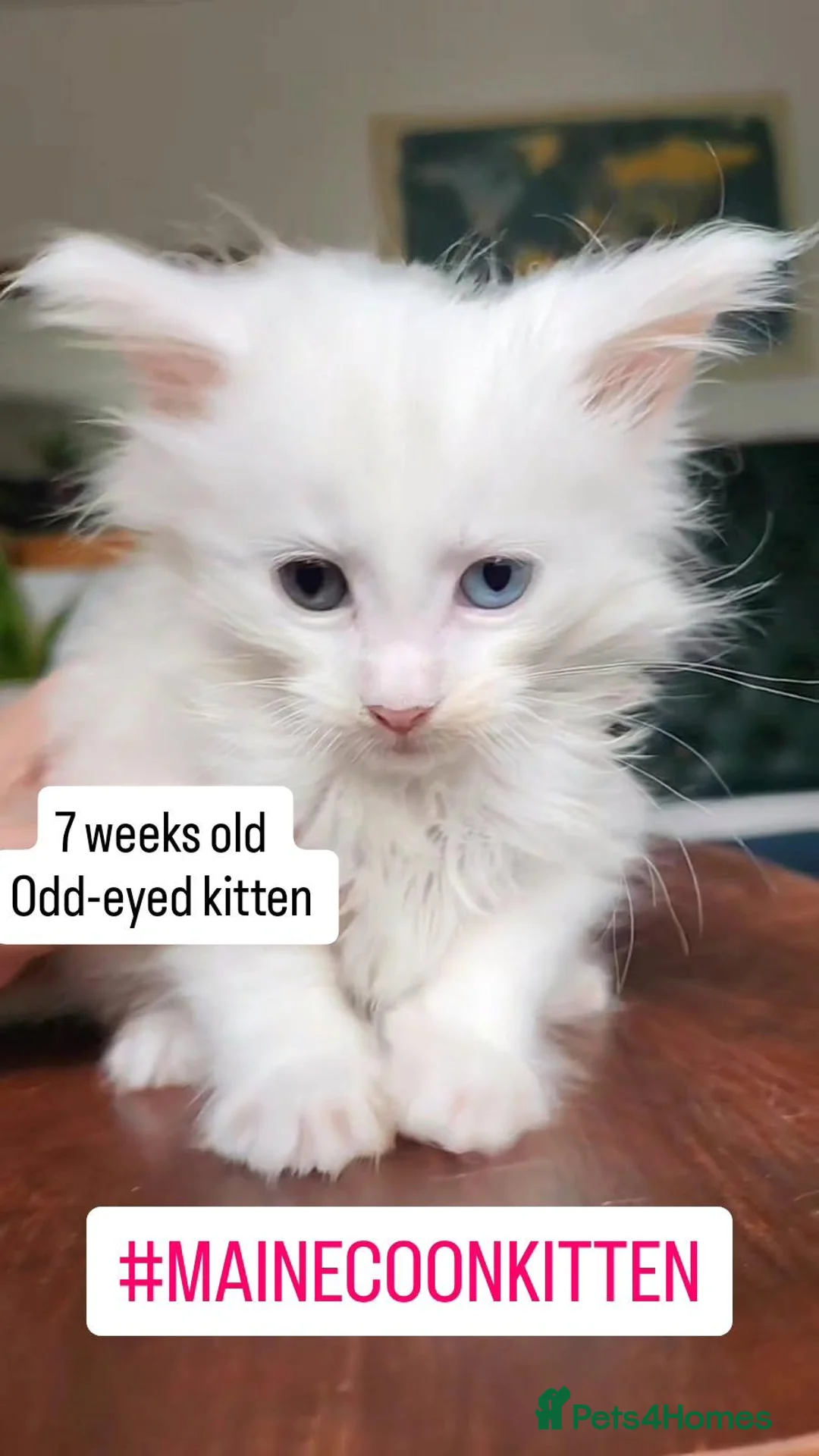 Maine Coon cats for sale: Stunning Maine Coon male - Advert 2