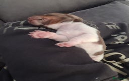 Miniature Dachshund dogs for sale: 3 daschund puppies for sale 2 M 1 F - Image 2