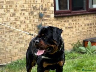 Rottweiler dogs in Witney - Advert 9