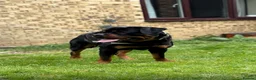 Rottweiler dogs for stud: HEALTH TESTED & HIP/ELBOW SCORED KC REG STUD in Witney - Advert 4
