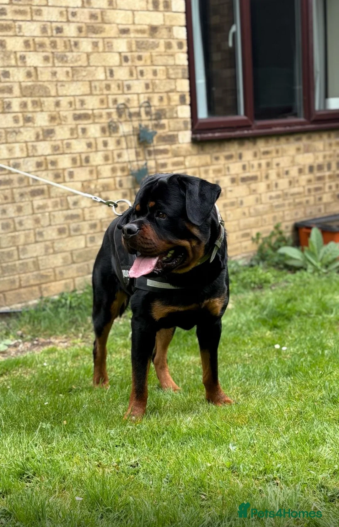 Rottweiler dogs for stud: HEALTH TESTED & HIP/ELBOW SCORED KC REG STUD in Witney - Advert 4