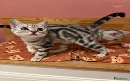 British Shorthair cats for sale: Silver Tabby BSH GCCF registered Kittens - Image 10