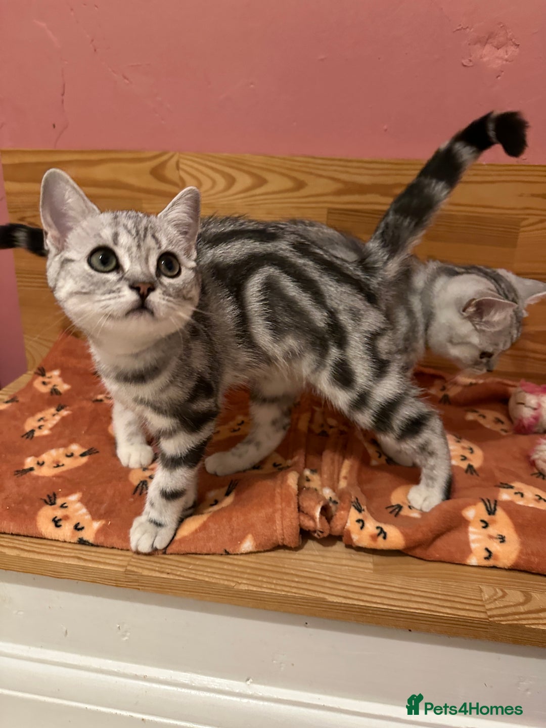 British Shorthair cats for sale: Silver Tabby BSH GCCF registered Kittens - Image 10
