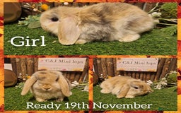 Mini Lop rabbits for sale: Mini lop kits available to reserve  - Advert 3