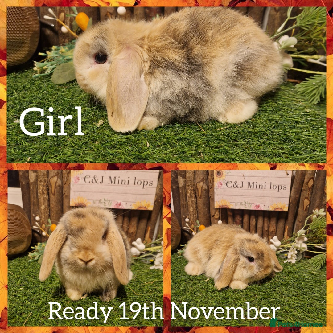 Mini Lop rabbits for sale: Mini lop kits available to reserve  - Advert 3
