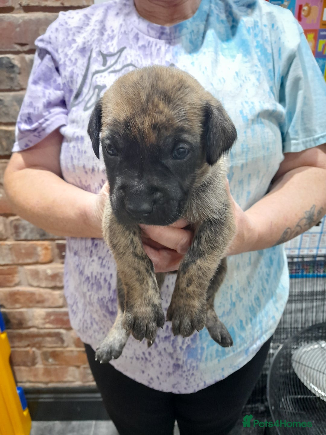 Presa Canario dogs for sale: Presa canario puppies - Image 10
