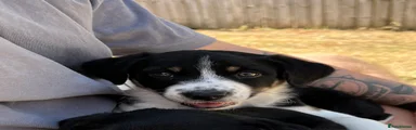 Border Collie 1 (Benji)