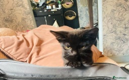 Mixed Breed cats for sale: Beutiful kittens for sale - Image 23