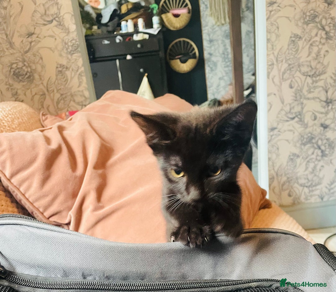 Mixed Breed cats for sale: Beutiful kittens for sale - Image 23
