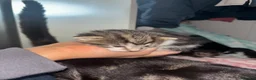 Mixed Breed cats for sale: 5 beautiful Tabby’s mixed breed  in Manchester - Advert 3