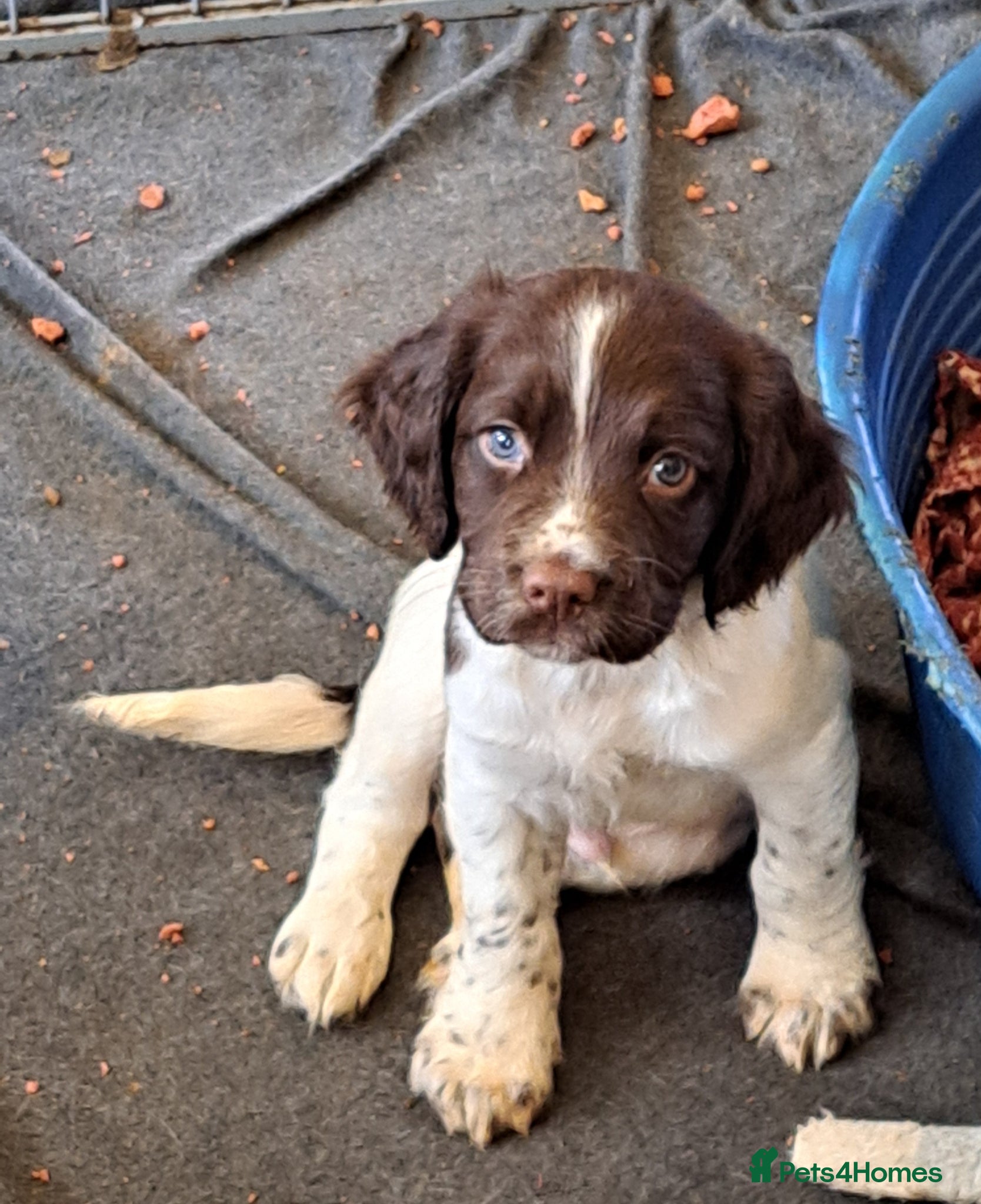 English Springer Spaniel dogs English springer spaniel male puppy  - Advert 1