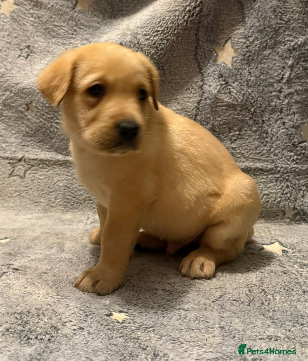 Labrador Retriever dogs for sale: Labrador retriever puppies  - Advert 9