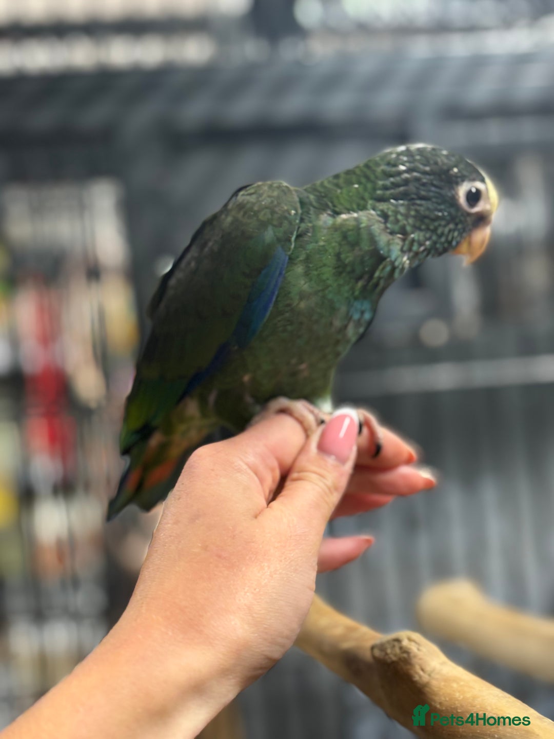 Parrots birds for sale: Hand reared white capped Pinous  - Image 5