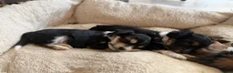 Mixed Breed dogs for sale: Chockie  - Advert 17