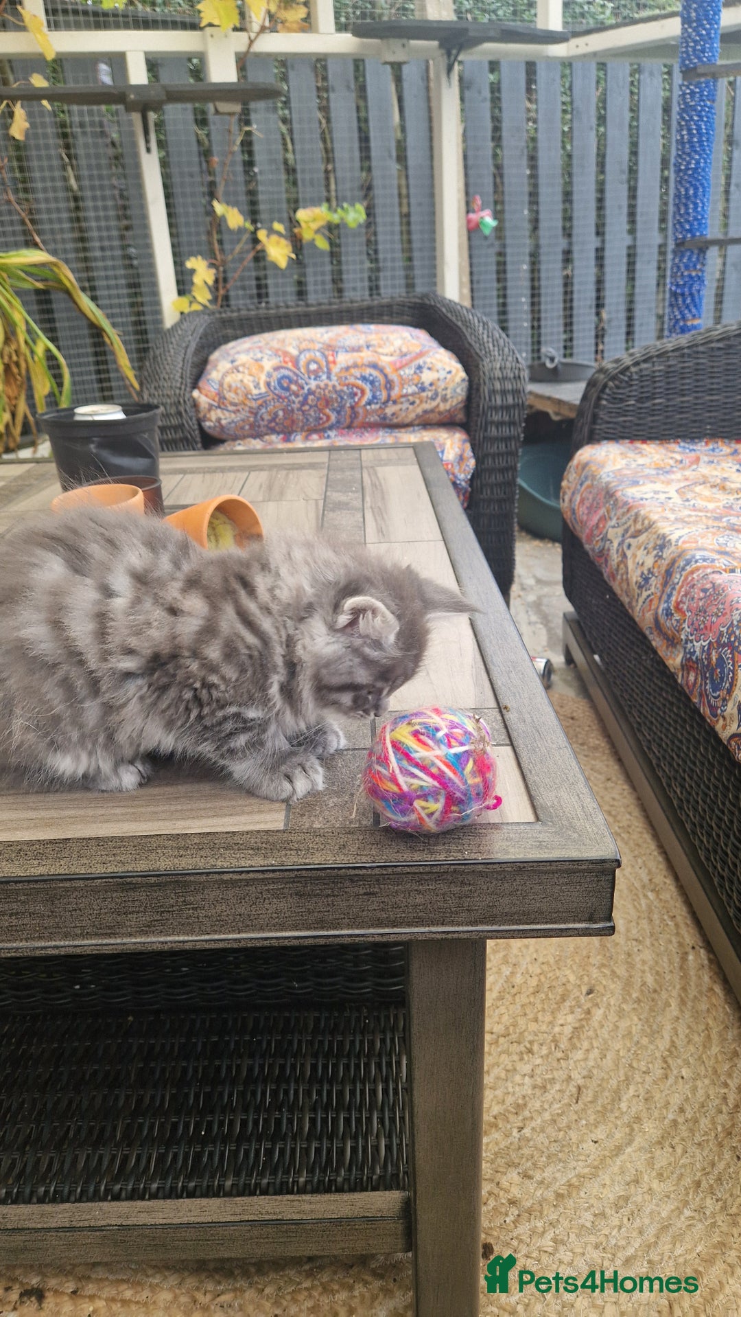 Maine Coon cats for sale: Mainecoon kitten - Image 9