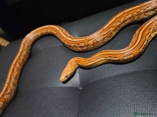Corn Snake reptiles Female Tessera Corn Snake - Advert 1