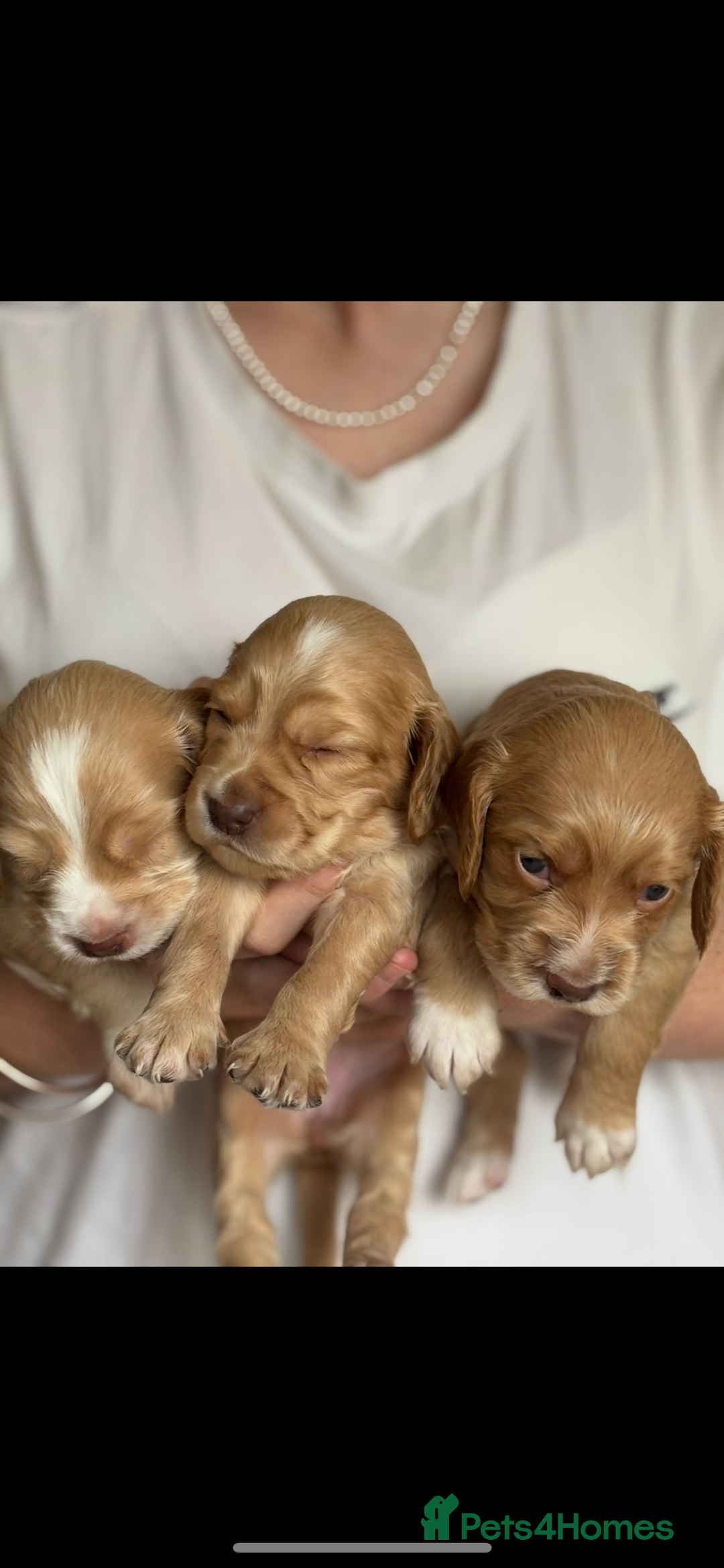Cocker Spaniel dogs for sale: 5 beautiful working cocker spaniels 3 boys 2 girls - Image 4