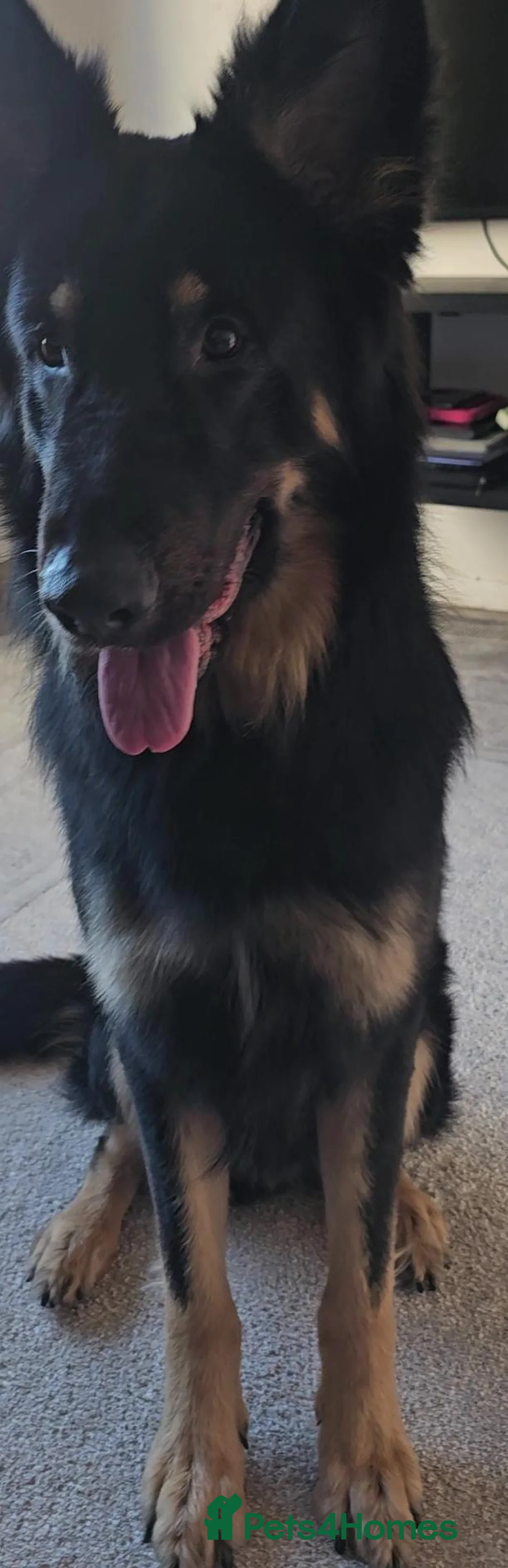 German Shepherd dogs for sale: German shepherd for rehome  - Advert 9