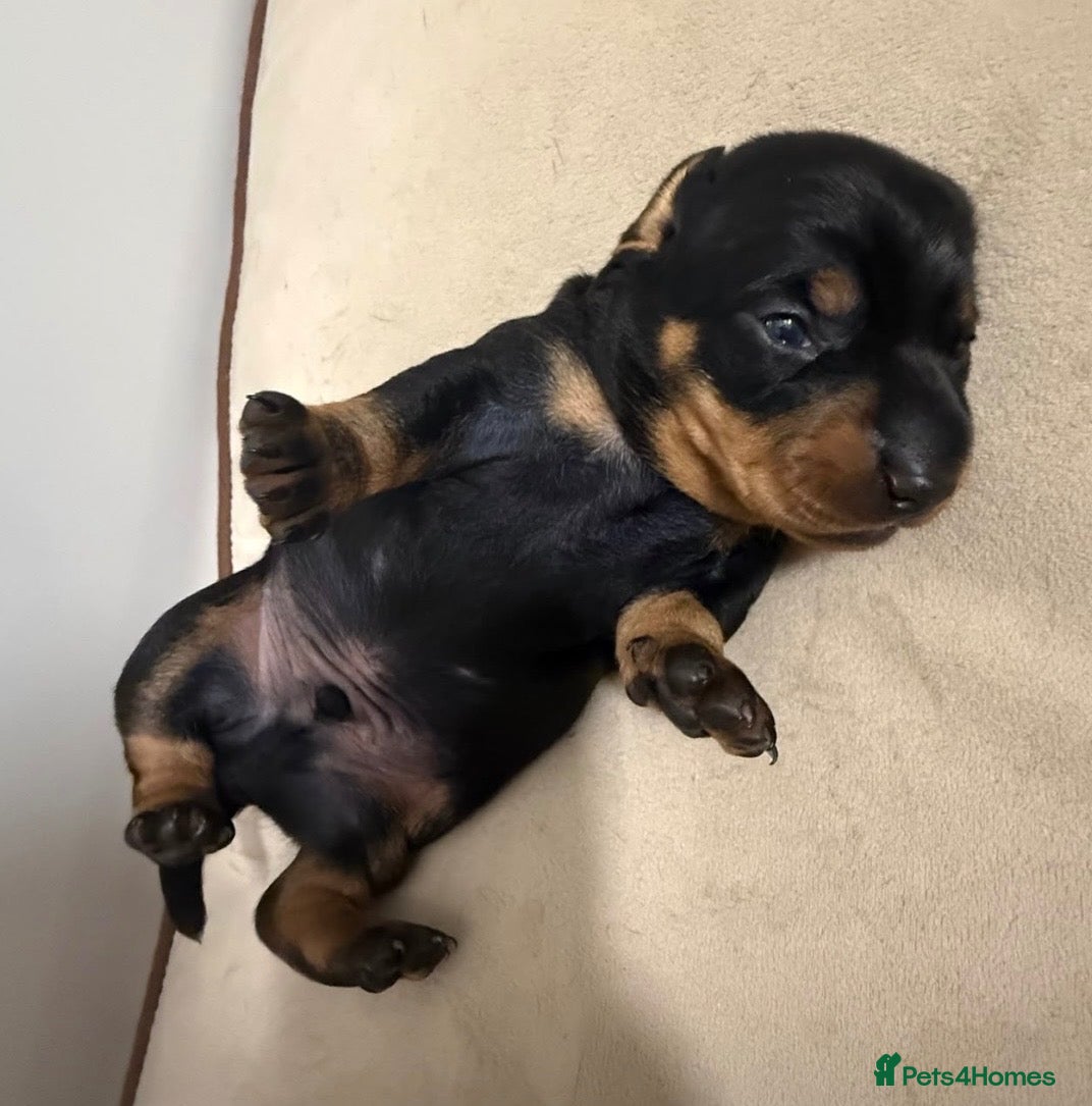 Miniature Dachshund dogs 💛 Last BOY left 💛 Miniature Dachshund - Advert 17