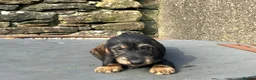 Dachshund dogs for sale: Wirehaired Dachshund Teckel KC registered puppies  - Advert 8