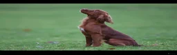 Cocker Spaniel dogs for sale: OFTW Kc working cocker spaniel pups  - Advert 11