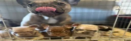 French Bulldog dogs for sale: KC French Bulldogs - Advert 10