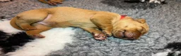 Labrador Retriever dogs for sale: KC REGISTERED FOX RED LABRADOR PUPPIES - Advert 7