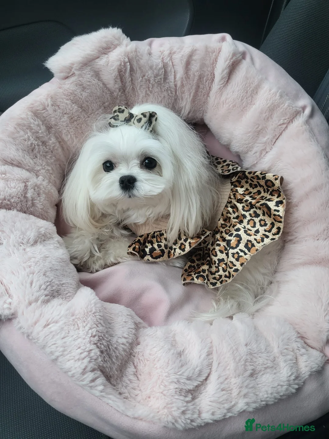 Maltese dogs for sale: Korean Maltese 3 year old girl - Advert 3