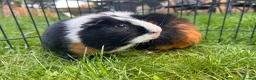 Guinea Pig rodents for sale: Hawk & Panda  - Advert 15