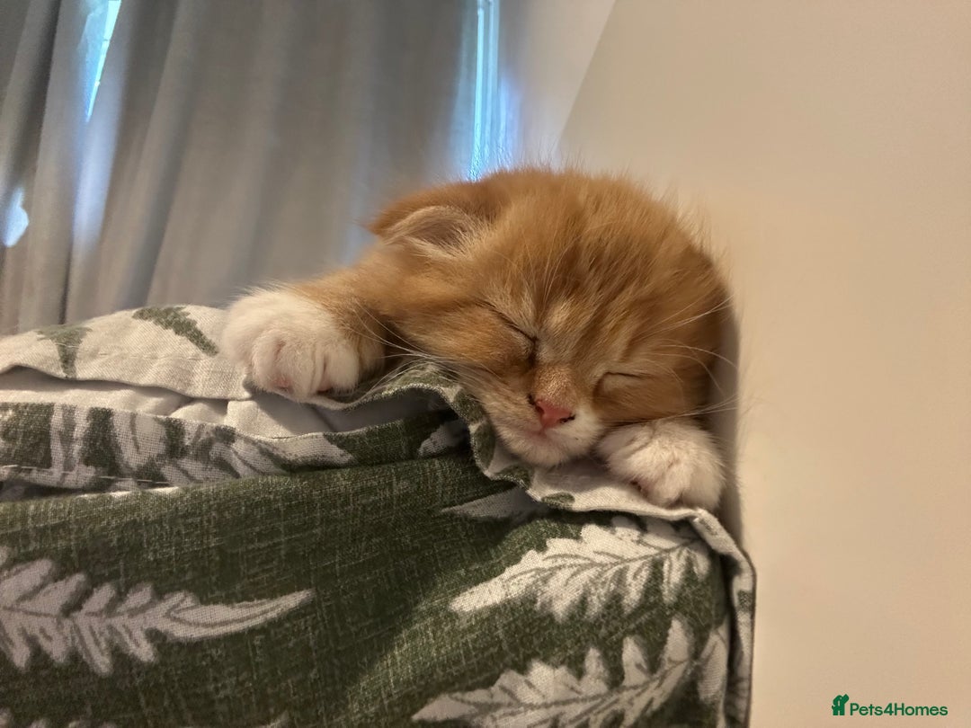 Scottish Fold cats for sale: Scottish fold/straight babies - Image 6