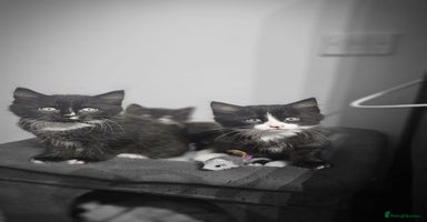 Mixed Breed cats - Advert 7