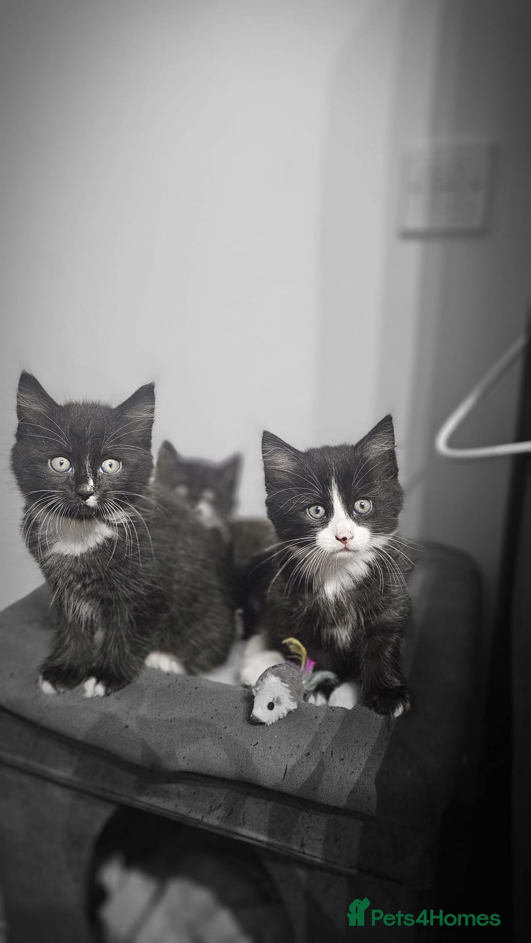 Mixed Breed cats for sale: Adorable 4 Kittens for Sale! - Image 3