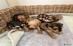 Cockapoo dogs for sale: Cockapoo puppies  - Image 20