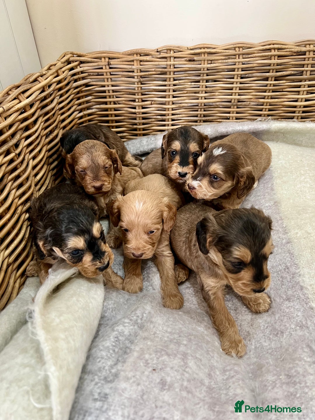 Cockapoo dogs for sale: Cockapoo puppies  - Image 20