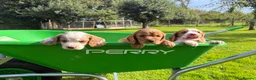 Cocker Spaniel dogs for sale: Beautiful Cocker Spaniel Pups Looking for Homes in Barnstaple - Advert 10