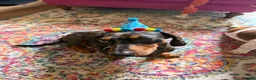 Dachshund dogs for sale: PLEASE READ FULL DESCRIPTION - Dachshund   in Driffield - Advert 2