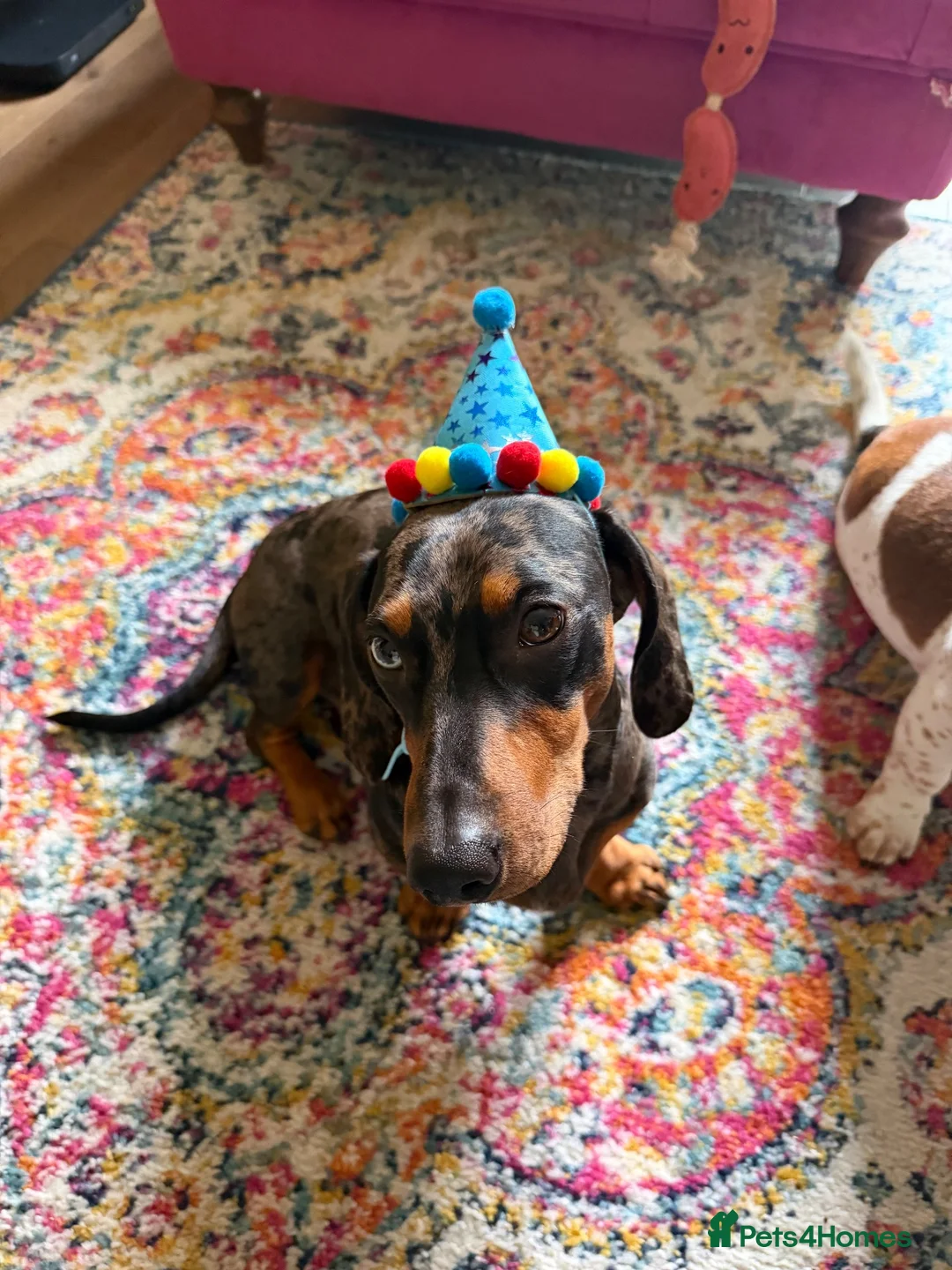Dachshund dogs for sale: PLEASE READ FULL DESCRIPTION - Dachshund   in Driffield - Advert 2