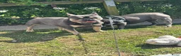 French Bulldog dogs for sale: Lilac and tan 2 year old female French bulldog  in Chester - Advert 10