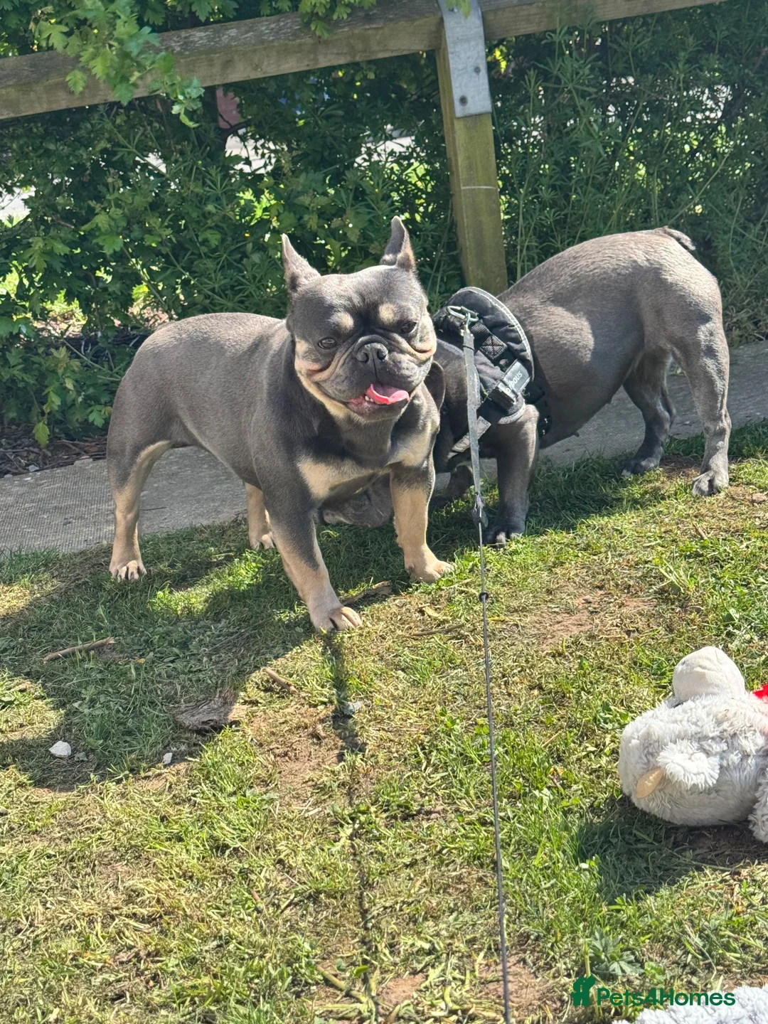 French Bulldog dogs for sale: Lilac and tan 2 year old female French bulldog  in Chester - Advert 10