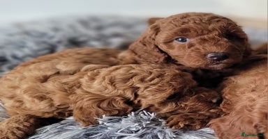 Miniature Poodle dogs - Advert 15