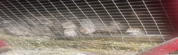 Patridge poultry for sale: Selling Silver  partridges chiks . Age 26 days . - Advert 4